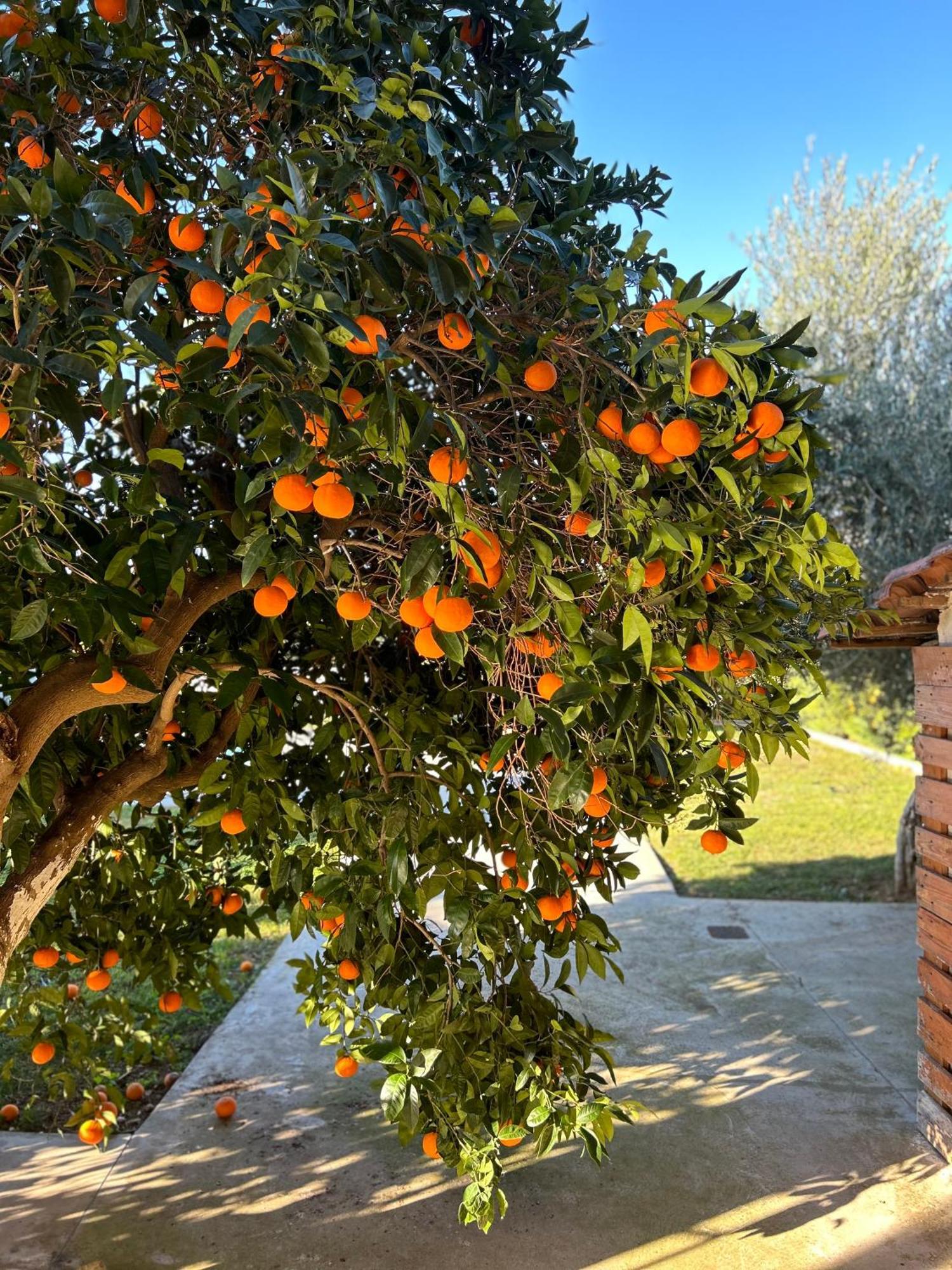 ナフプリオThe Orange Gardenアパートメント エクステリア 写真