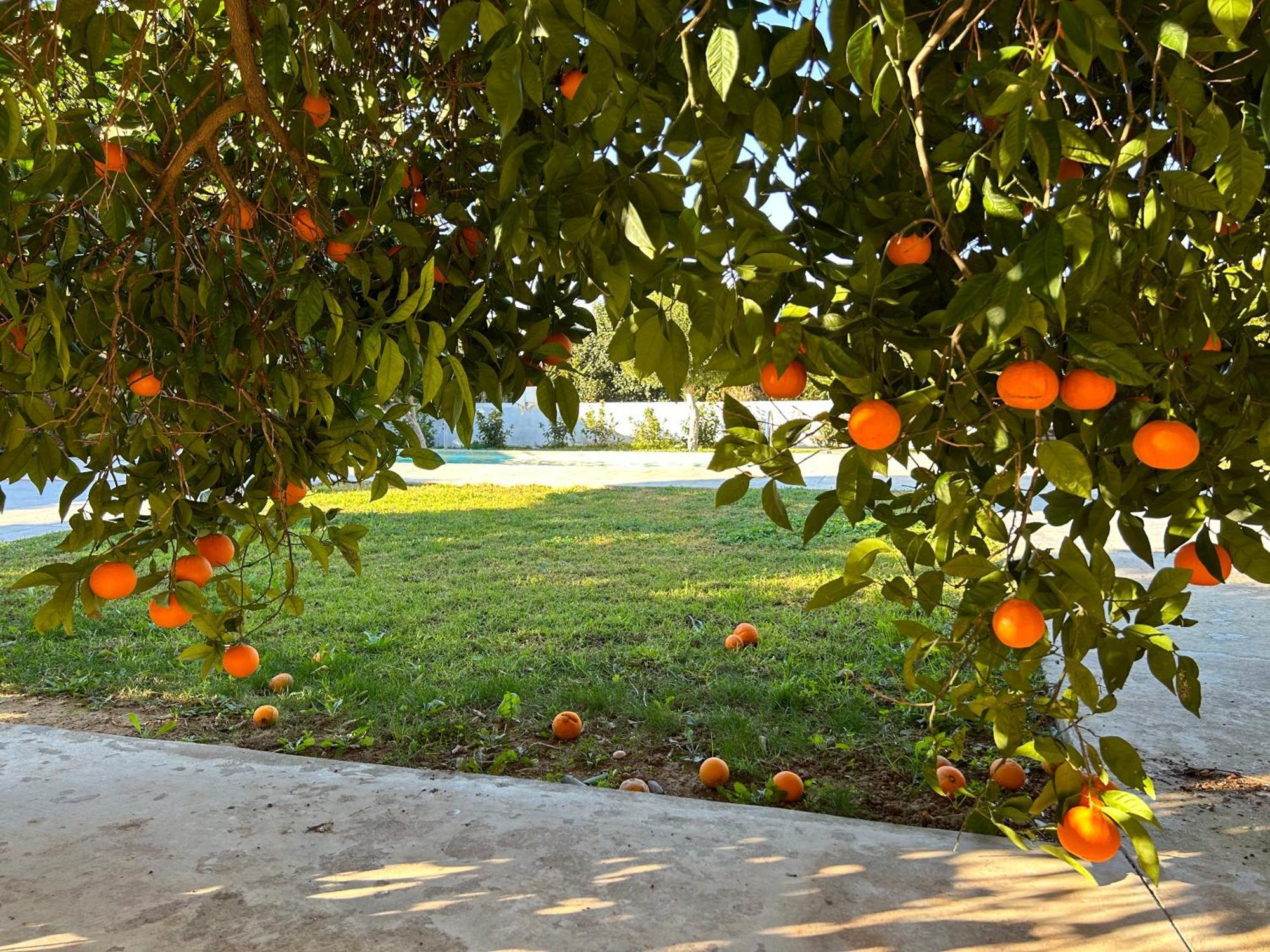 ナフプリオThe Orange Gardenアパートメント エクステリア 写真